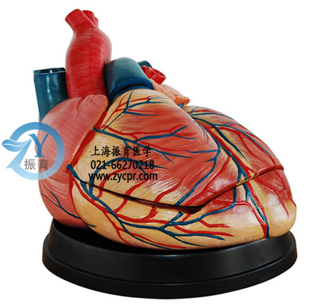 心脏解剖模型,心脏解剖放大模型