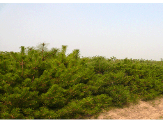  众信苗圃 供应20-60公分营养钵油松1-3米油松