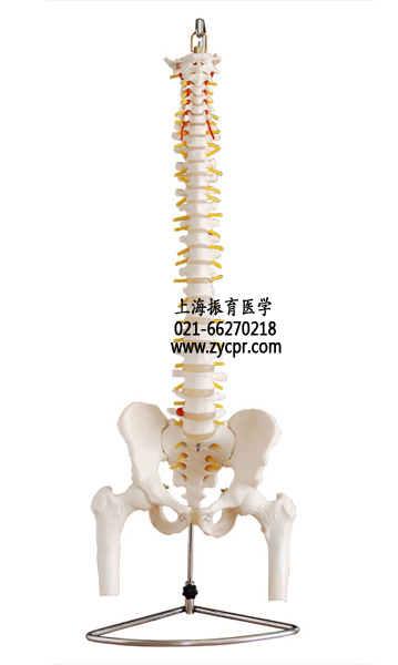 脊椎附骨盆半腿骨模型,脊椎盆骨模型
