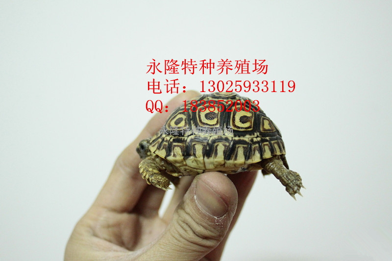 供应豹纹陆龟价格，广西豹纹陆龟，豹纹陆龟
