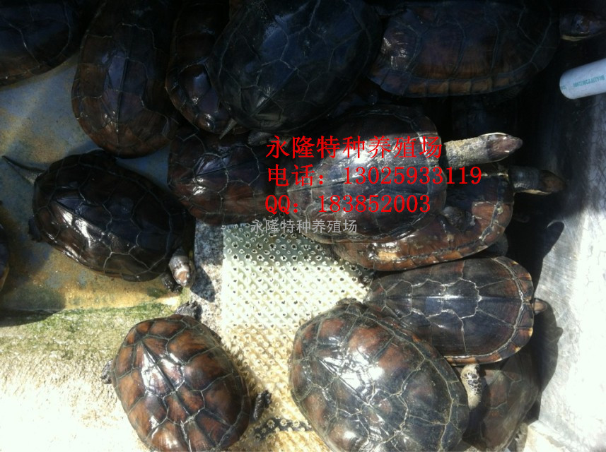 供应南石龟价格，广西南石龟，南石龟