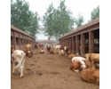 山西省肉牛场最新最及时最真实的忻州市肉牛价格