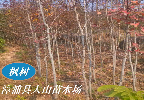 枫香