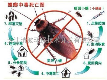 灭蟑螂，天津清波公司专业灭蟑螂，见效付款