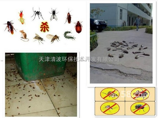 天津杀灭蟑螂公司，天津杀灭老鼠公司，天津市灭蟑螂用什么办法最好？