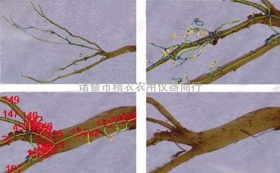 根系分析系统GXY-A在生理生态学研究上具有潜力