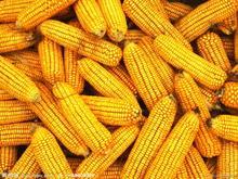 玉米   优级  批发  齐全  国产/进口
