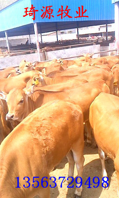 鹤壁鲁西黄牛市场价格