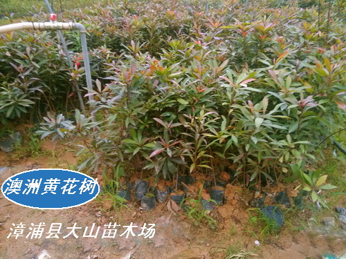 澳洲黄花树小苗