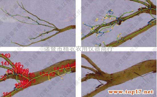 根系分析仪GXY-A根据利用GIS法测量