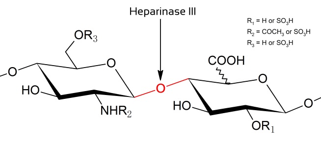 重组肝素酶III