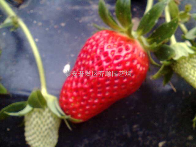 三叶一芯草莓苗 草莓种苗批发出售