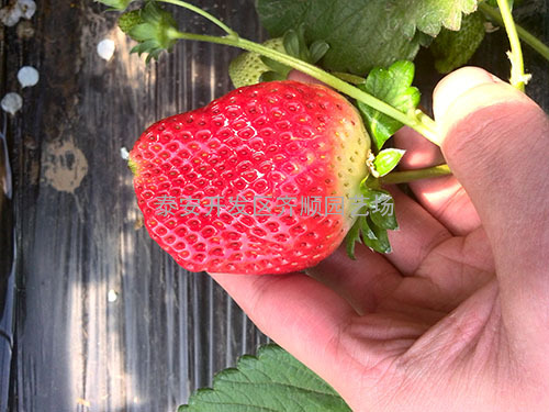 哪有草莓苗 哪草莓苗便宜 什么草莓苗品种好
