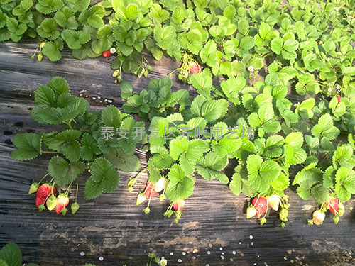 甜宝草莓种苗 红姬草莓苗 四季草莓苗