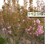 3-5公分樱花的栽培管理