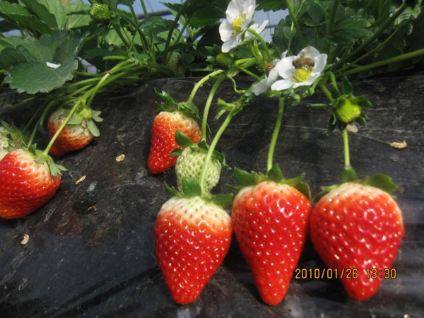 奶油草莓苗 巧克力草莓苗批发价格