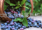 蓝莓 鲜果 冻果 冻干果
