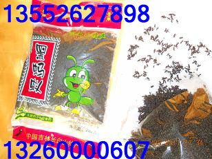 供应北京哪卖东北野生黑蚂蚁北京东北野生黑蚂蚁专卖店北京野生黑蚂蚁