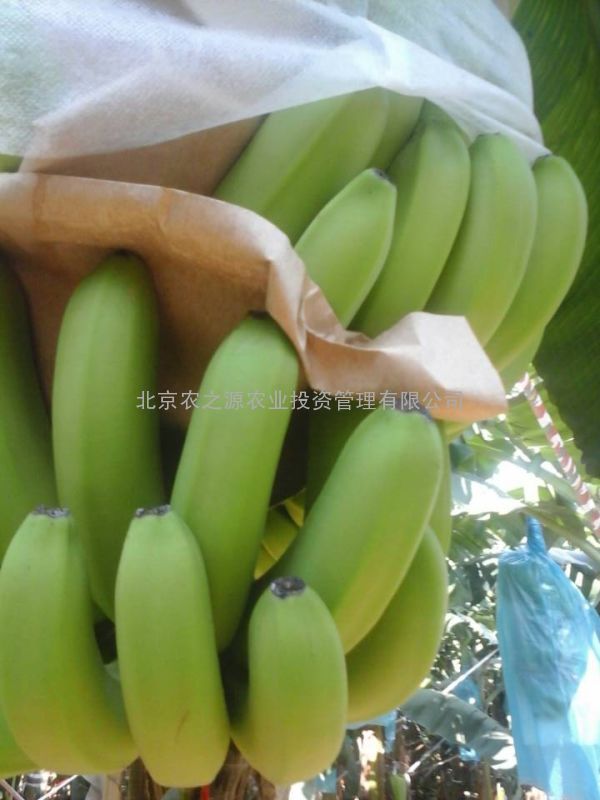 大量供应广西隆安、武鸣、坛洛精品香蕉