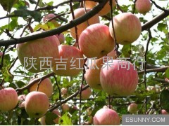 陕西苹果产地大荔县优质化冠苹果上市价格
