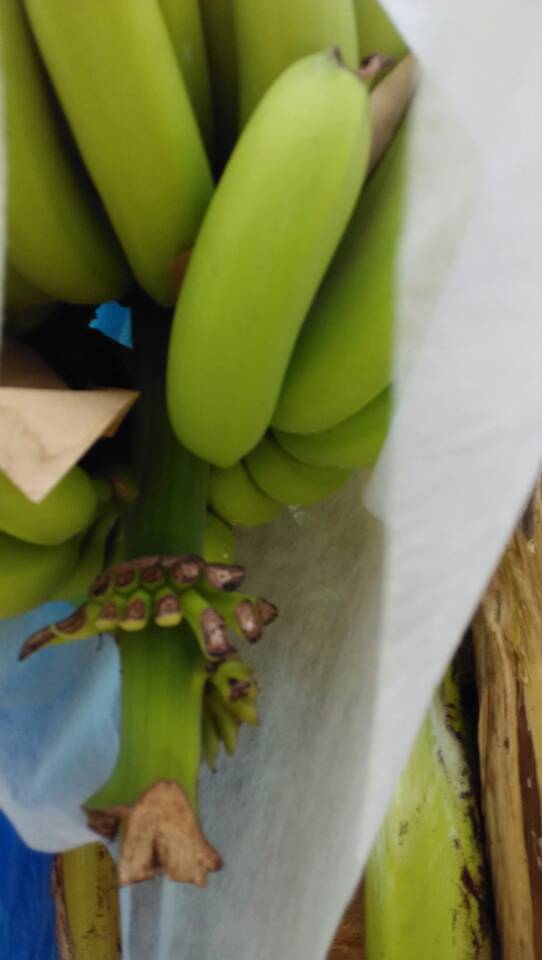 巴西香蕉，威廉斯香蕉大量上市