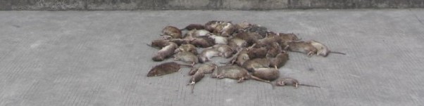深圳专业灭鼠公司，灭鼠的最佳方法