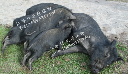 藏香猪种猪价格