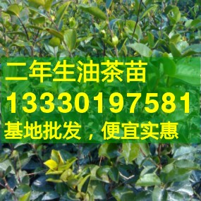 出售贵州油茶树苗,最高产油茶苗,茶油树种植时间