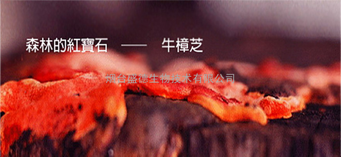 供应台湾进口牛樟芝酵素粉OEM贴牌，批发，销售