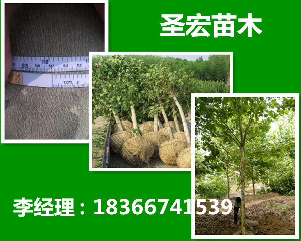 山东菏泽急售1公分2公分3公分法桐小苗价格