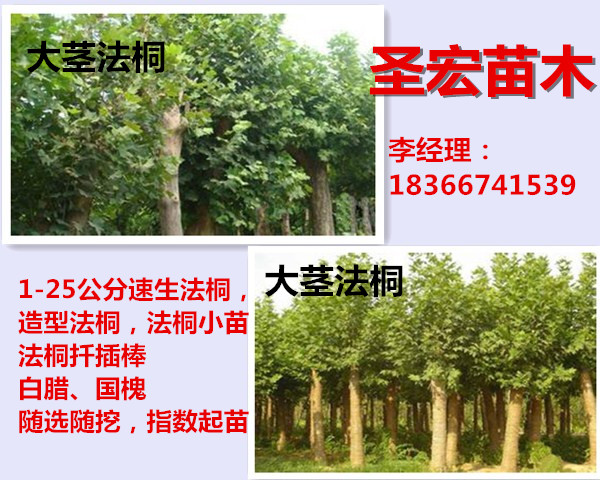 4公分法桐山东菏泽常年供应速生法桐价格