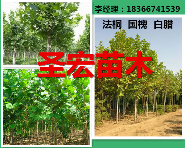 山东菏泽供应法桐种植技术|速生法桐报价