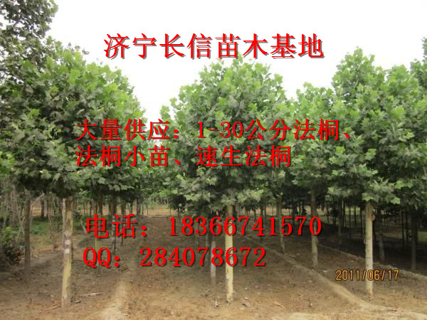 2014年安徽阜阳最新3公分法桐小苗价格