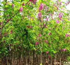 供应香花槐、国槐苗、刺槐苗 