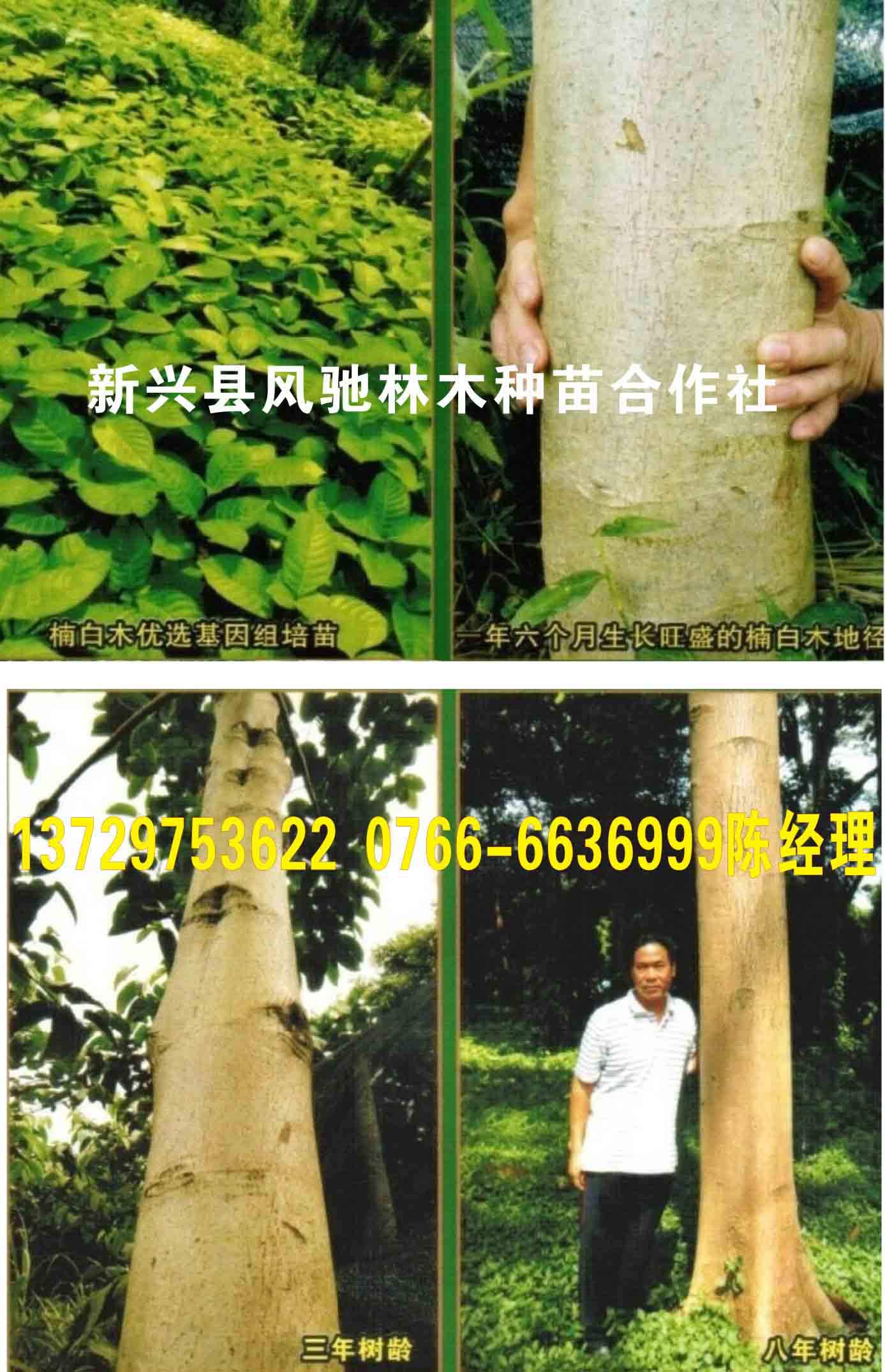 楠白木(印尼速生白木楠)替代桉树首选  广东基因组培苗