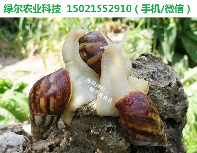 白玉蜗牛养殖基地直供——鲜活白玉蜗牛/法国蜗牛