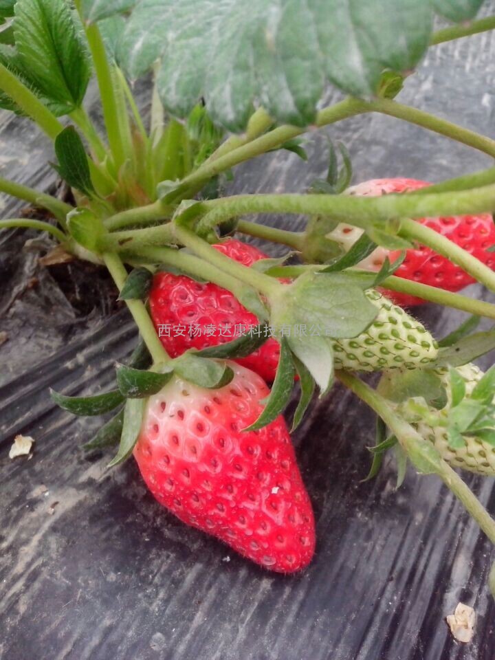西安奶油草莓-杨凌达康