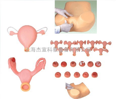 高级妇科检查模型