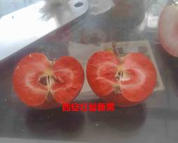 最新苹果品种红色之爱