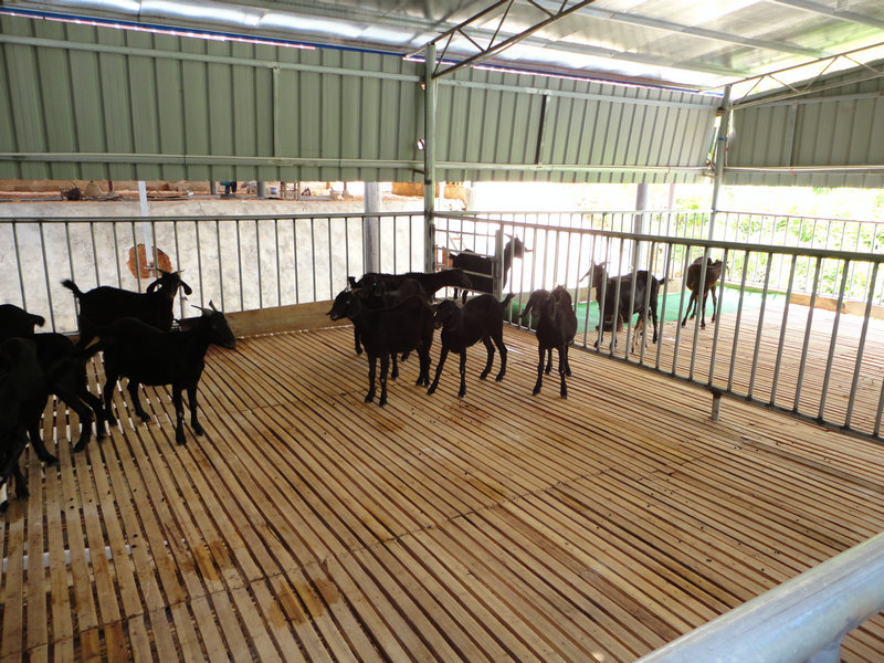 广西黑山羊养殖公司：专业的广西黑山羊市场价格情况
