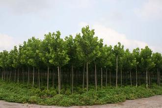 王朋苗木，最优惠的园林苗木供应基地