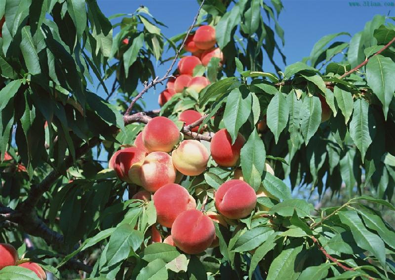 潍坊地区哪里有供应优质的蜜桃：蜜桃出售