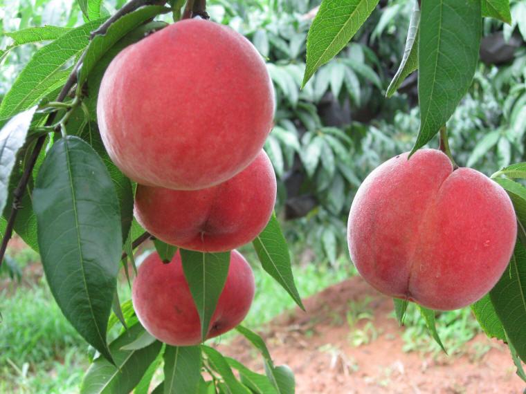 安徽蜜桃 实惠的晚熟桃供应，就在绿然种植养殖合作社