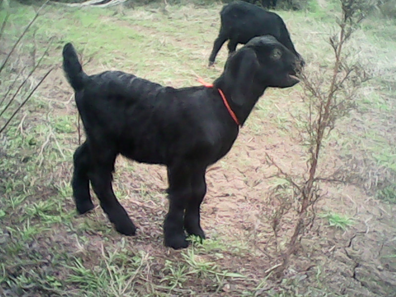 广西黑山羊种羊价格：优秀的广西黑山羊种羊提供商，当属广西隆泉山羊