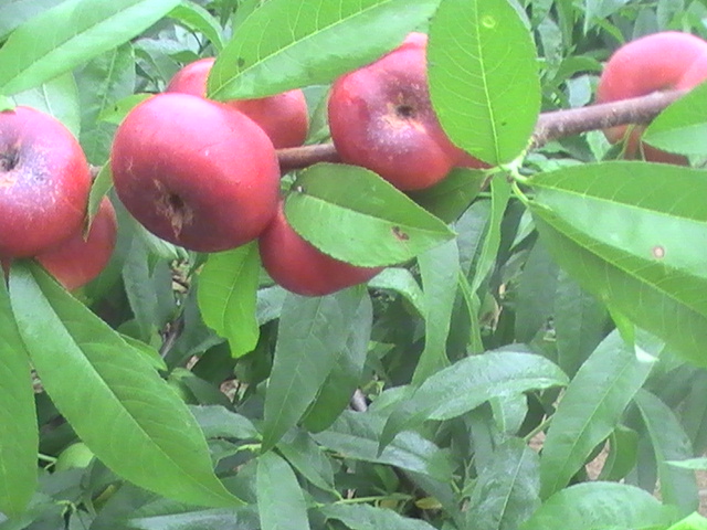 早熟甜油蟠桃苗，最好的蟠桃苗供应尽在瓜果苗木繁育基地