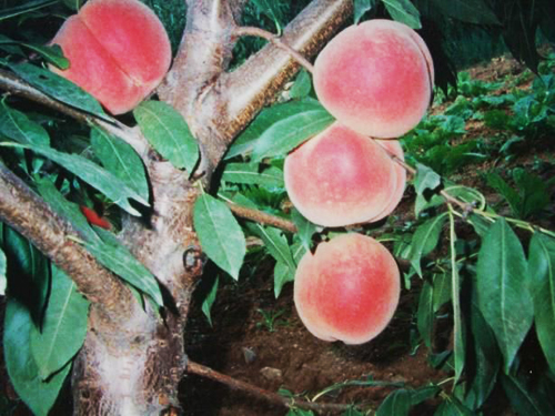 香山红桃苗，香山红桃树苗—青州映霜红家庭种植农场