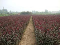 青州红叶李。红叶李价格。最大的红叶李种植基地