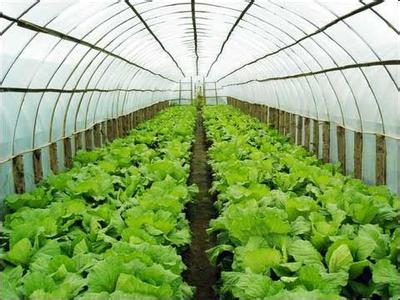 广西蔬菜温室大棚，要买口碑好的蔬菜温室大棚，富尔农业科技是不二选择