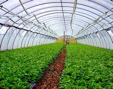 德州蔬菜温室大棚——山东最优惠的蔬菜温室大棚
