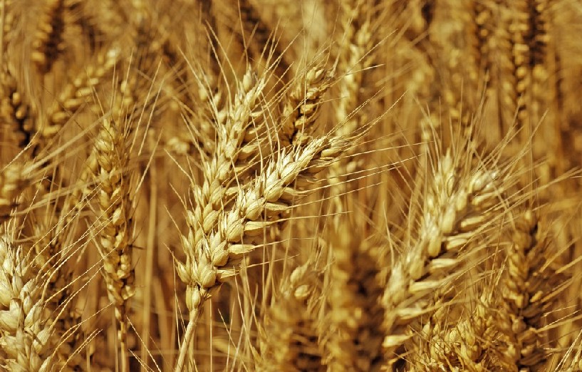 鹤壁优质的小麦供应，小麦供应厂家